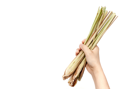 Hand holding lemon grass on white background isolated with copy spaceの写真素材