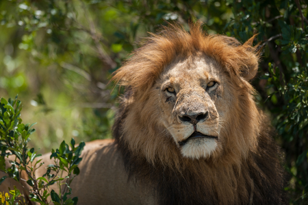 Male Lion in Masai Mara,Kenya 