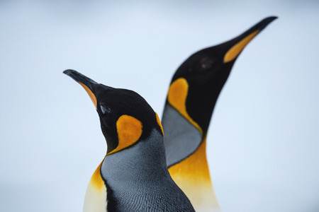 King penguin, Antarctica