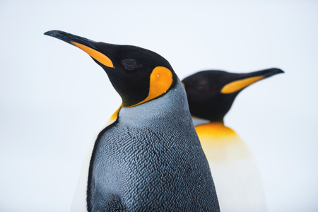 King penguin, Antarcticaの写真素材