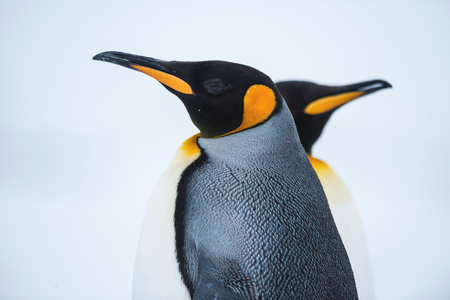 King penguin, Antarcticaの写真素材