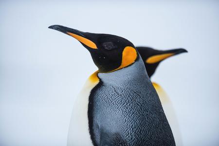 King penguin, Antarcticaの写真素材