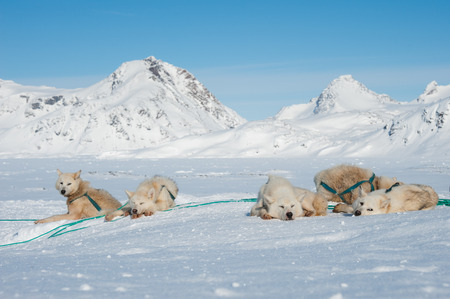 Greenland sled dogs resting before hard workingの写真素材