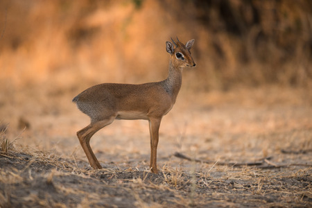 Kirk's Dik-Dik in Serengeti National Park, Tanzaniaの写真素材