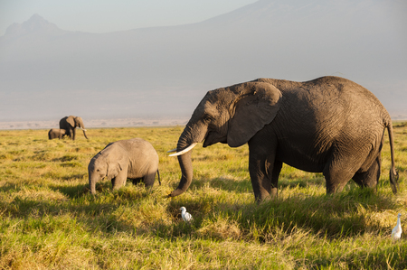 african elephant in the wildの写真素材