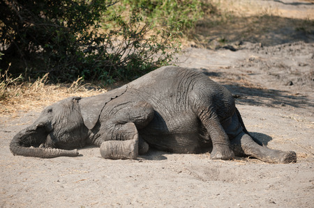 Young elephant dust bathing after the mud bath in Serengeti National Park, Tanzaniaの写真素材