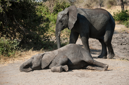 Young elephant dust bathing after the mud bath in Serengeti National Park, Tanzaniaの写真素材