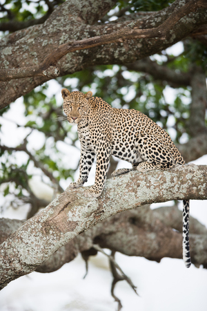 An african leopard sitting in treeの写真素材