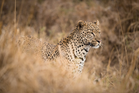 Portrait of African leopard  in the wildの写真素材