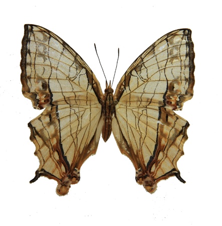 It belongs to Nymphalidae, Lepidoptera, Insecta We found it in guangzhou, Guangzhou Higher Education Mega Center, south china, summerの写真素材