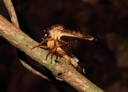 This is a bee in dinghushanの写真素材