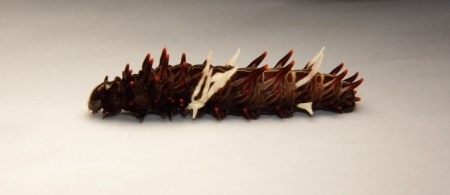 This is a larva of butterfly in dinghushan