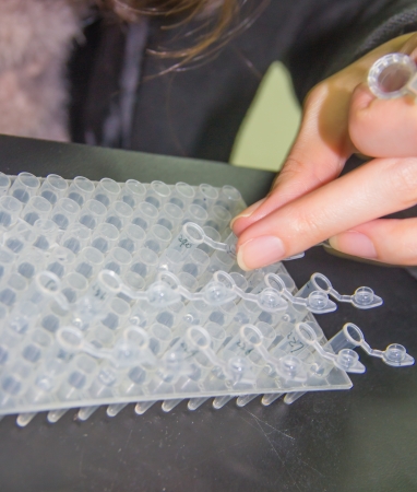 Adding samples with finnpipette This is the step of adding enzymeの写真素材