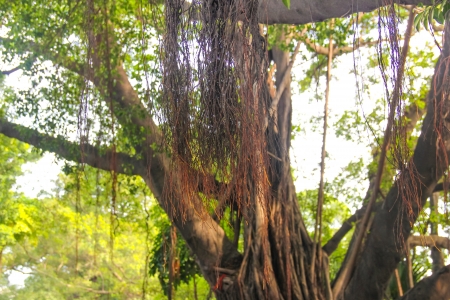 The view of the park in South China, show the old tree with the rootの写真素材