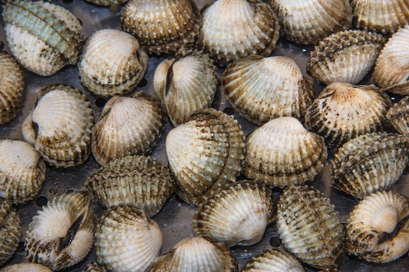 Tegillarcagranosa--Necessary dishes for Spring Festival in South Chinaの写真素材