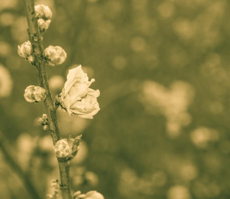 Prunus persica--prey for peace and happiness in Spring Festivalの写真素材