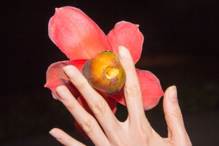 Kapok is the flower of guangzhouの写真素材