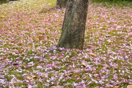 The view of spring Bauhinia variegata--a beautiful flower