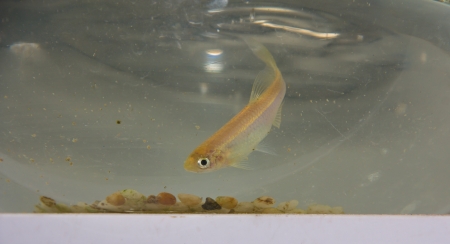 crucian in the fish tank,it is very important to biological conversation, as a rare sample