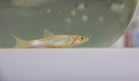 crucian in the fish tank,it is very important to biological conversation, as a rare sample