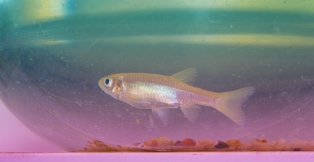 crucian in the fish tank,it is very important to biological conversation, as a rare sample