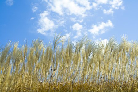 Alpine reed