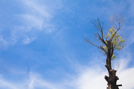 tree under the blue sky and white cloudsの写真素材