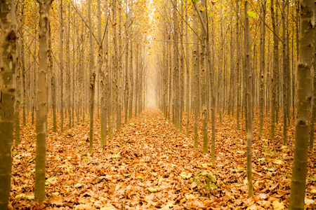 Chinese parasol trees with fallen leaves in autumnの写真素材