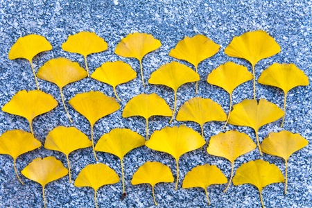 Ginkgo biloba leaves on green graniteの写真素材