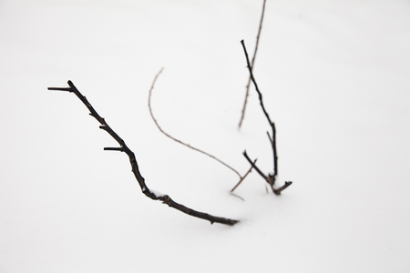 wild grass covered with snowの写真素材