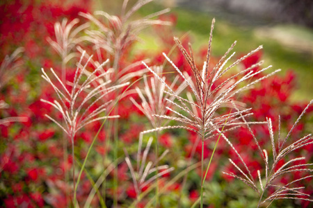 Autumn grass and red leaf heatherの写真素材