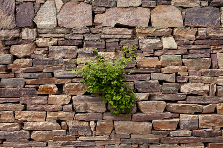 plants on the wallの写真素材