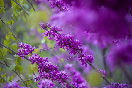 Blooming bauhiniaの写真素材