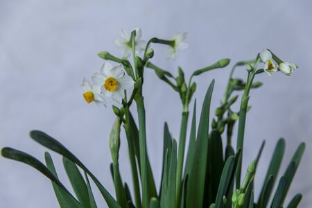 Narcissusの写真素材