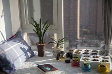 Afternoon time on bay window