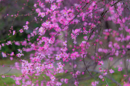 Plum blossoms in the park
