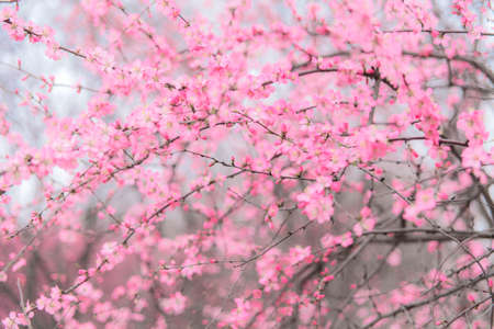Beautiful plum blossoms in the spring park