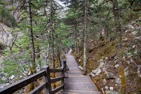 Mugecuo Pine Forest Trail