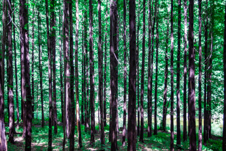 Metasequoia forest