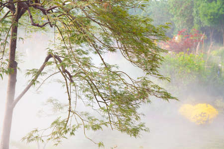 Gardening trees like Huangshan welcoming pineの写真素材