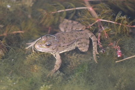 a frog in water