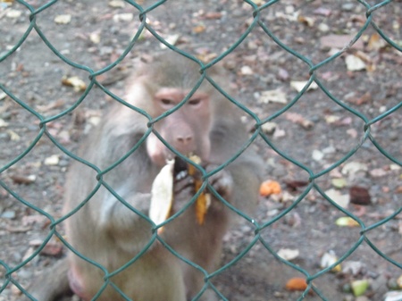 monkeyの写真素材