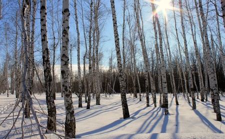 winter birchesの写真素材