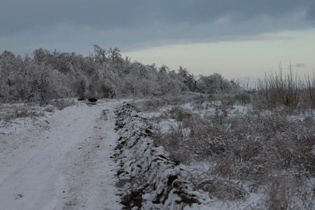 winter Forestの写真素材