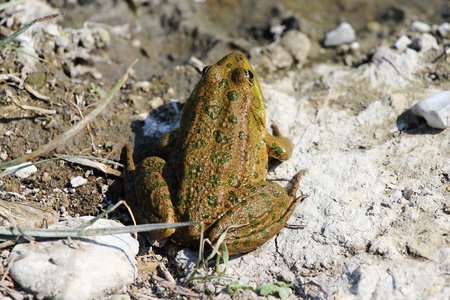 green Frogの写真素材