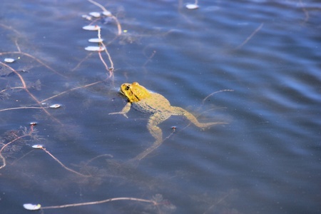 Frog in a pondの写真素材