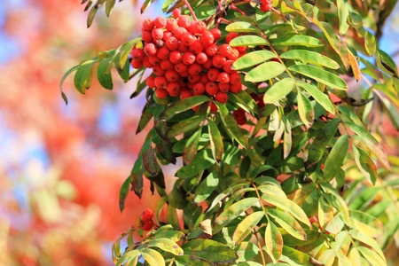 rowan berry on a branchの写真素材