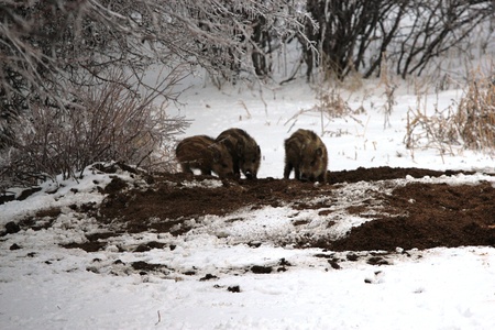 Wild boar in the woodsの写真素材