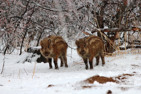 Wild boar in the woodsの写真素材