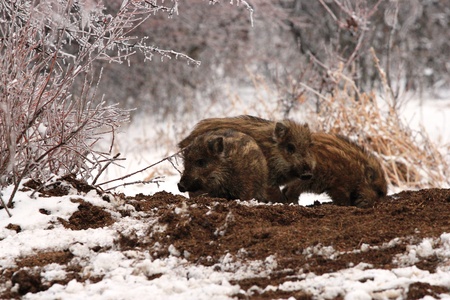 Wild boar in the woodsの写真素材